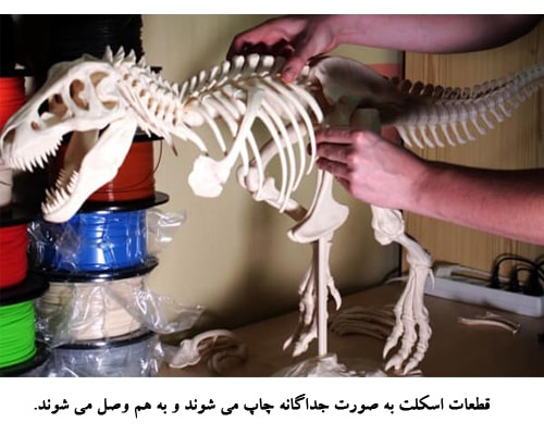قطعات ماکت اسکلت دایناسور